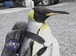 Pet Penguin Goes To The Fish Shop To Bring Home Some Fish In Its Backpack