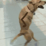 Science Has Made This Dog The Jazziest, Hippest Dog Ever
