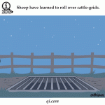 Sheep Have The Ability To Roll Over Cattle Grids Fact By Qi.com