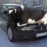 Silly Cow Thinks It's A Cat