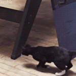 Slow Motion Kitty Matrix Dodge