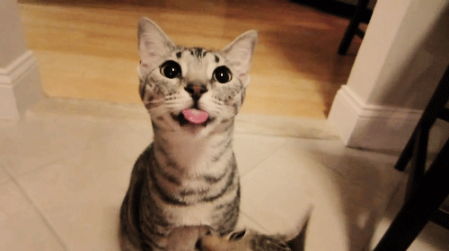 Kitten random images thread - Page 88 Sneaky-Cat-Steals-A-Kiss-From-The-Unsuspecting-One.gif