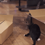 Spectacular Sky Dive In Matrix Kitty Fight