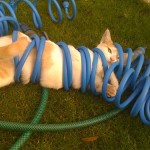 Stop Laughing And Get Me Out of Here Human !