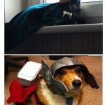 Thor Corgi Drops The Bomb O Cat Loki