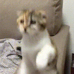 Cat Desperately Wants To Be Scratched Behind The Ears