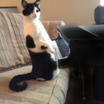 Pianist Cat Will Be Taking Requests Now