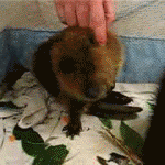 Relaxed Beaver Really Enjoys Head Scratches