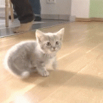 Tiny Kitty Demands Some Attention Meow !