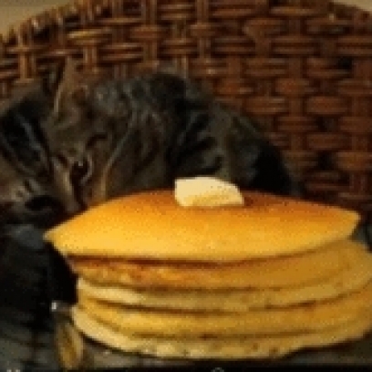 Image result for cat at dennys
