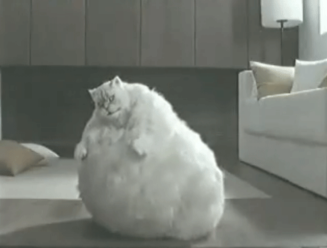 Cat-Is-About-To-Reach-Its-Final-Form-Gif.gif