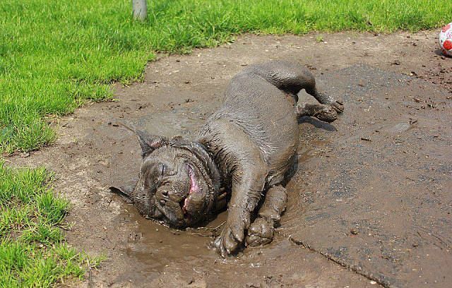 Dog-Is-In-Pure-Bliss-Rolling-Around-In-Mud.jpg