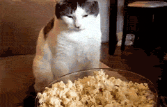 Cat-Doesnt-Fully-Get-The-Idea-Of-Eating-Popcorn-Yet.gif