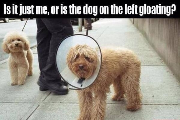 Dog-Gloats-About-His-Friend-Wearing-The-Cone-Of-Shame.jpg