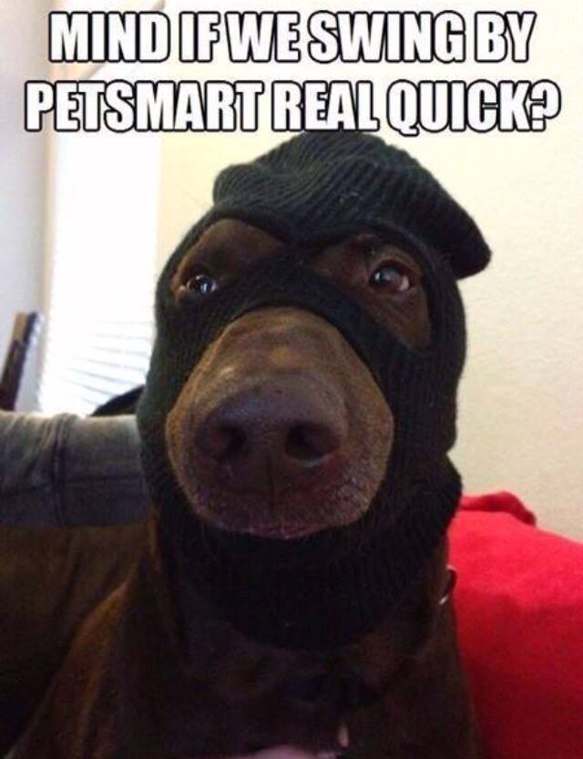 Dog Puts On Its Ski Mask For a Trip To His Favorite Petsmart