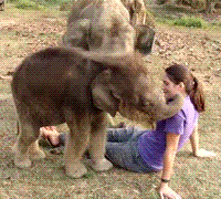 Baby-Elephant-Is-Worried-Human-Lost-Her-Truck-In-Cute-Gif.gif