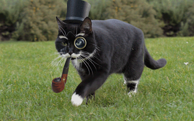 Classy-Gentleman-Cat-With-a-Monocle-Pipe-Top-Hat-Takes-a-Stroll-Through-Its-1000-Acre-Piece-Of-Land.gif
