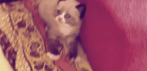 Kitty-Freezes-Up-Against-The-Wall-When-Seeing-Its-New-Friend-Dog.gif