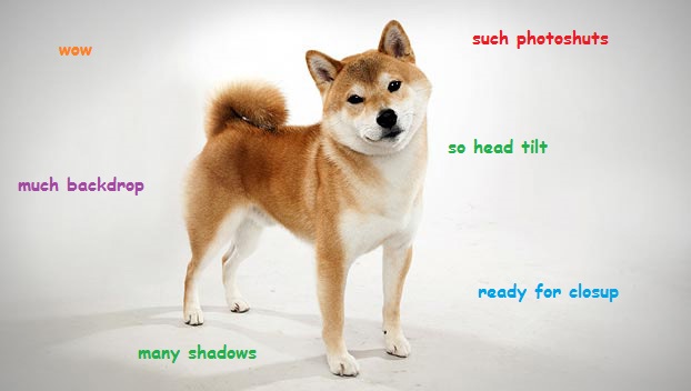 Model Shibe Doge Is Ready For His Close Up