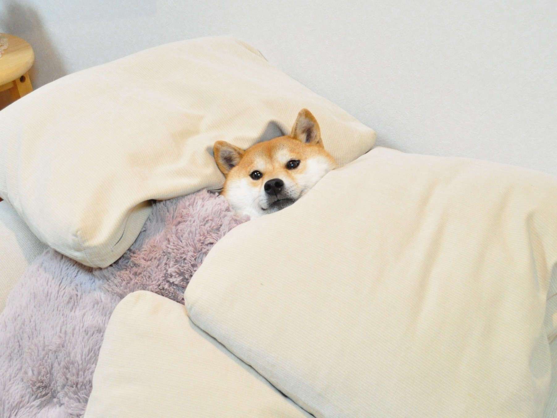 Doge Meme Gets Ready For Snuggly Warm Much Wow Sleep Time