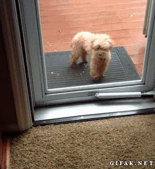 Smart Dog Helps His Friend Get Inside By Waving Him In & Pushing The Door